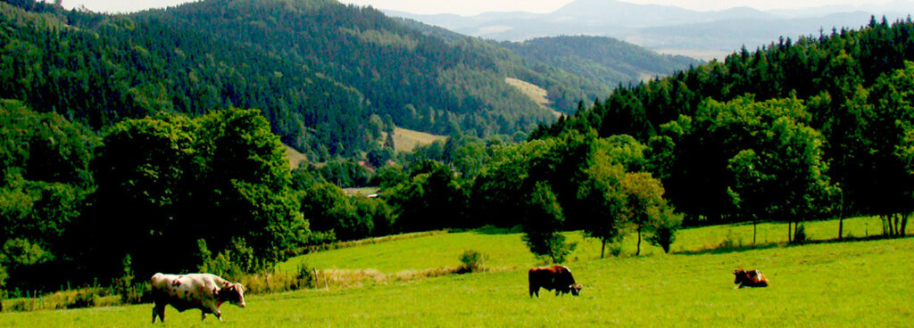 Czarnów widok krów na pastwisku w górach